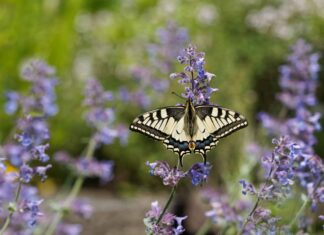 Catnip vs Catmint