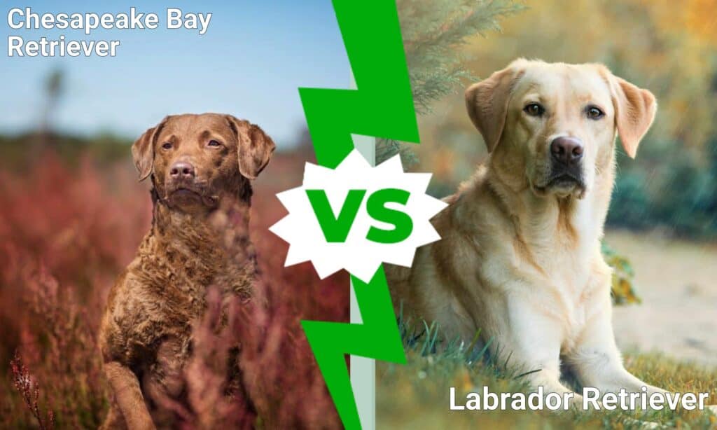 Chesapeake Bay Retriever contro Labrador Retriever