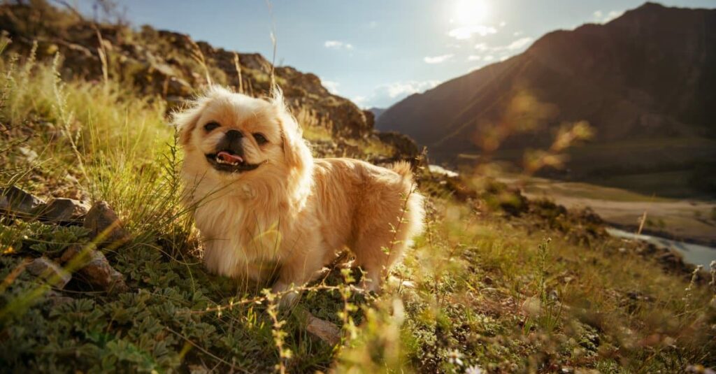 Il cane più calmo - pechinese della valle