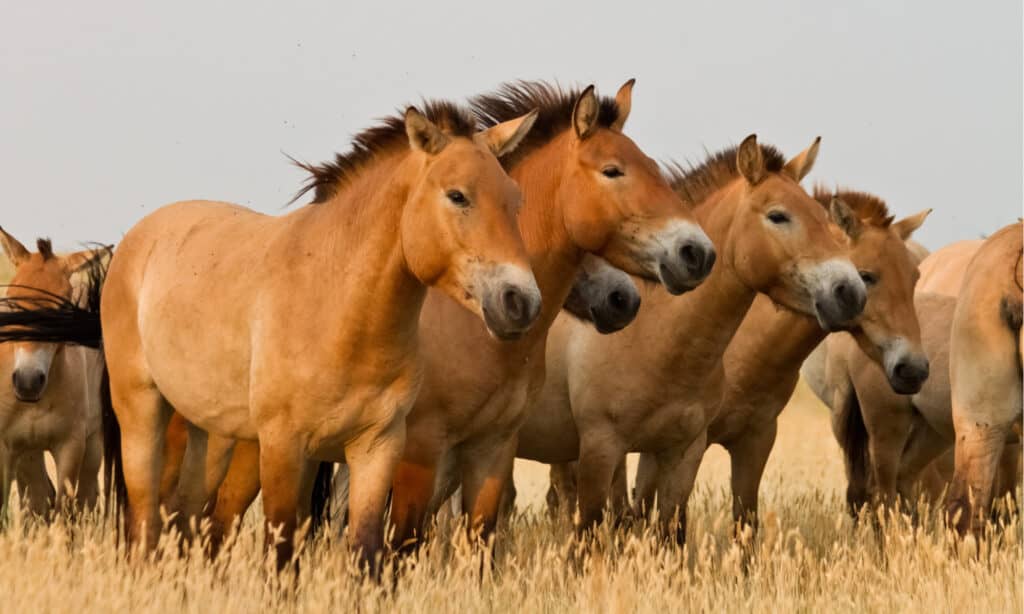 I cavalli di Przewalski stanno in mezzo alla steppa.