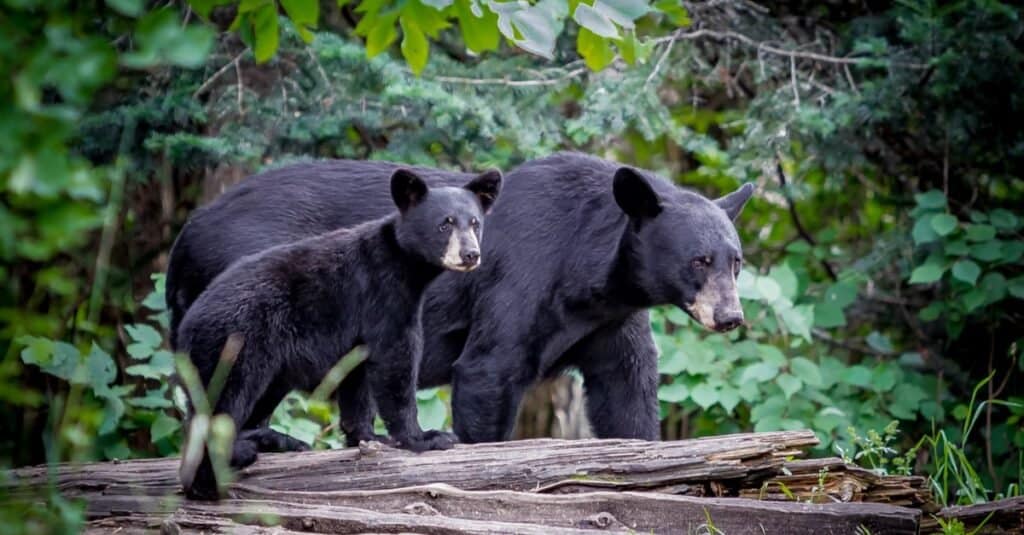 Popolazione dell'orso nero per stato