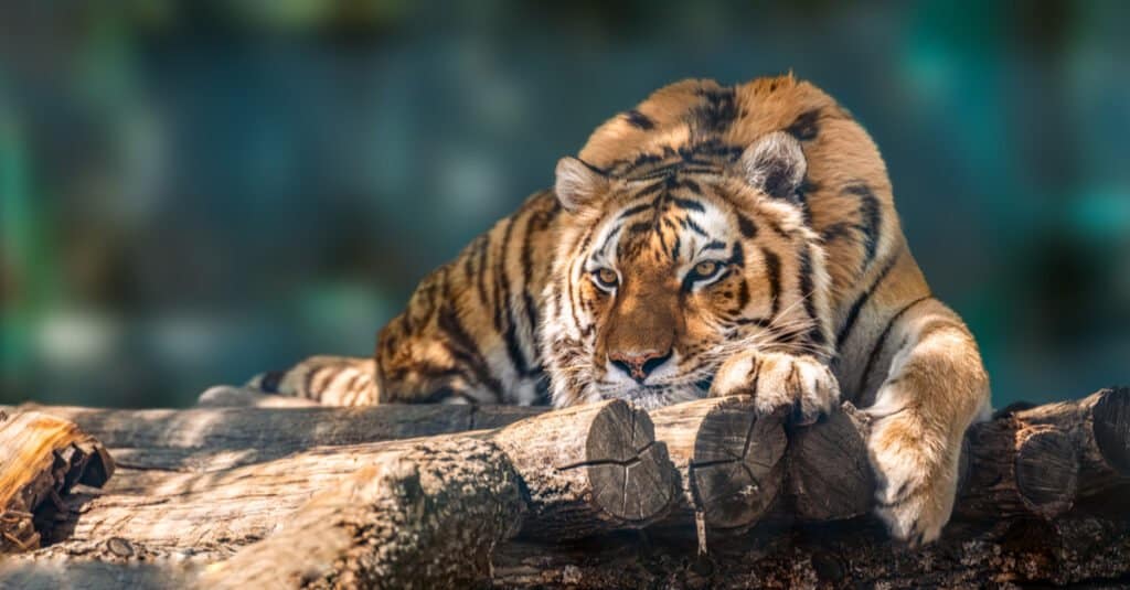 tigre sdraiata sopra i ceppi di legno