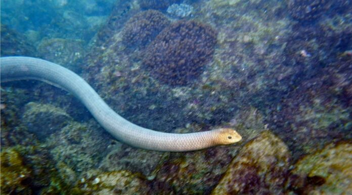 Ci sono serpenti marini in Florida?
