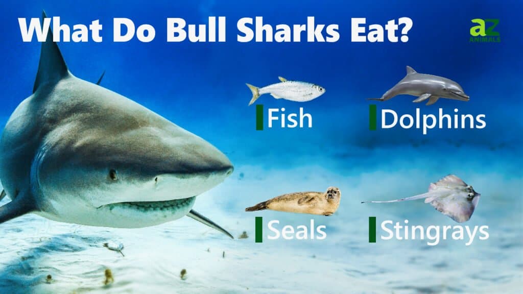 Cosa mangiano gli squali toro
