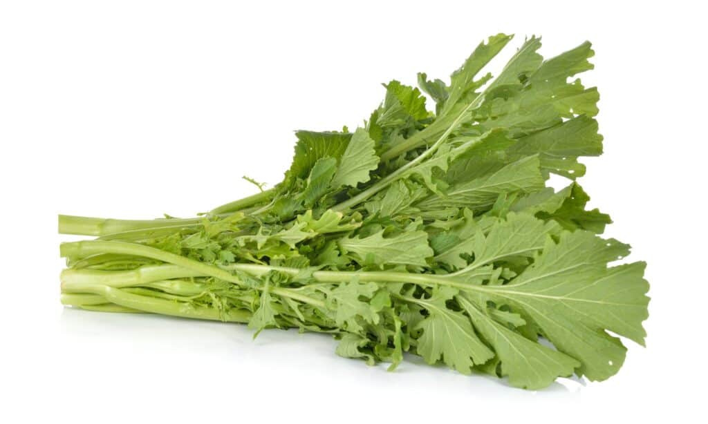 Cime di rapa vs cavolo cappuccio