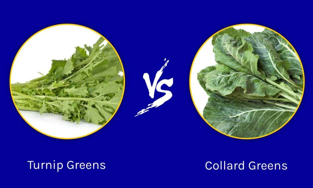 Cime di rapa vs cavolo cappuccio