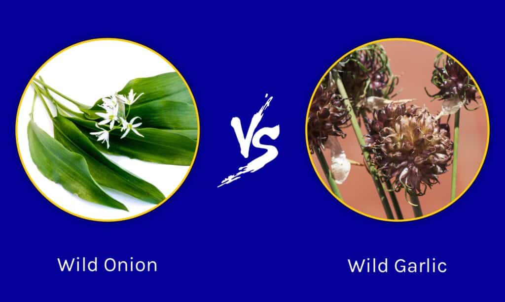 Cipolla selvatica vs aglio selvatico