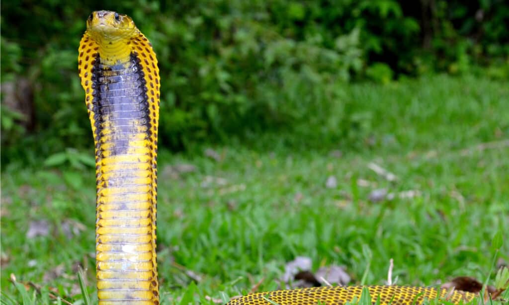 Samar cobra, un serpente simile al cobra filippino.  Il Philippine Cobra ha un corpo di colore marrone chiaro, decorato con macchie marrone scuro dappertutto.
