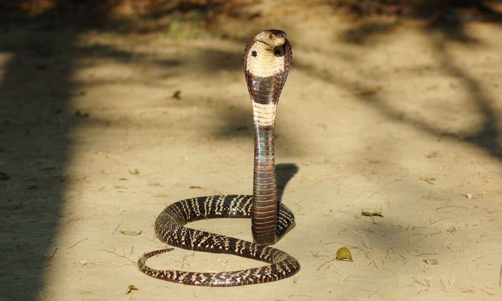 Vista frontale di un cobra monocolo con il cappuccio aperto