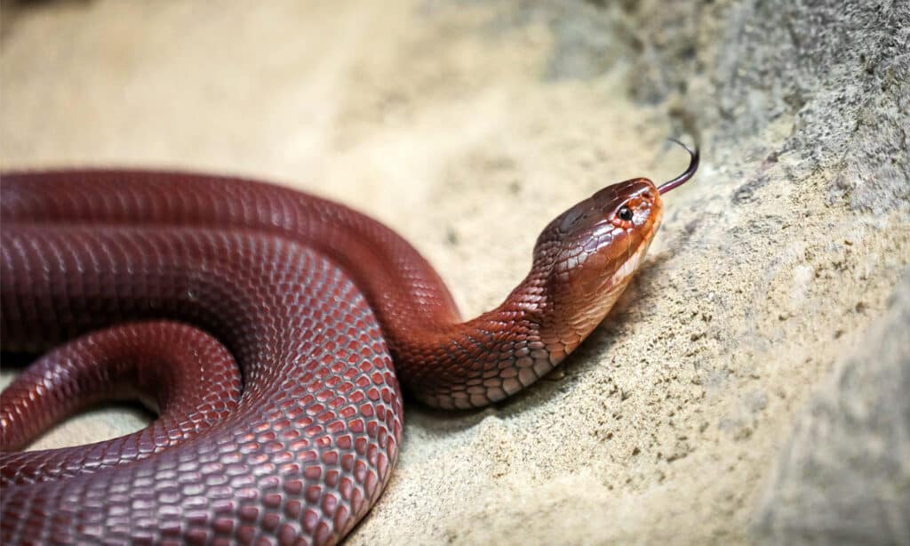 Un cobra sputatore rosso che striscia su una roccia