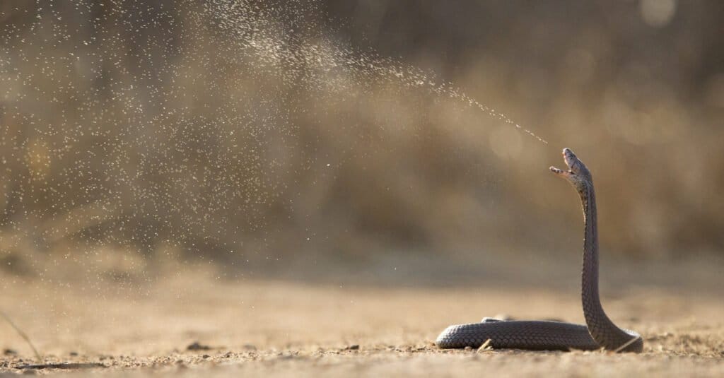 Cobra sputatore del Mozambico (Naja mossambica) che sputa il suo veleno in difesa.  Il serpente è da ardesia a blu, oliva o nero fulvo sopra, con alcune o tutte le squame bordate di nero.