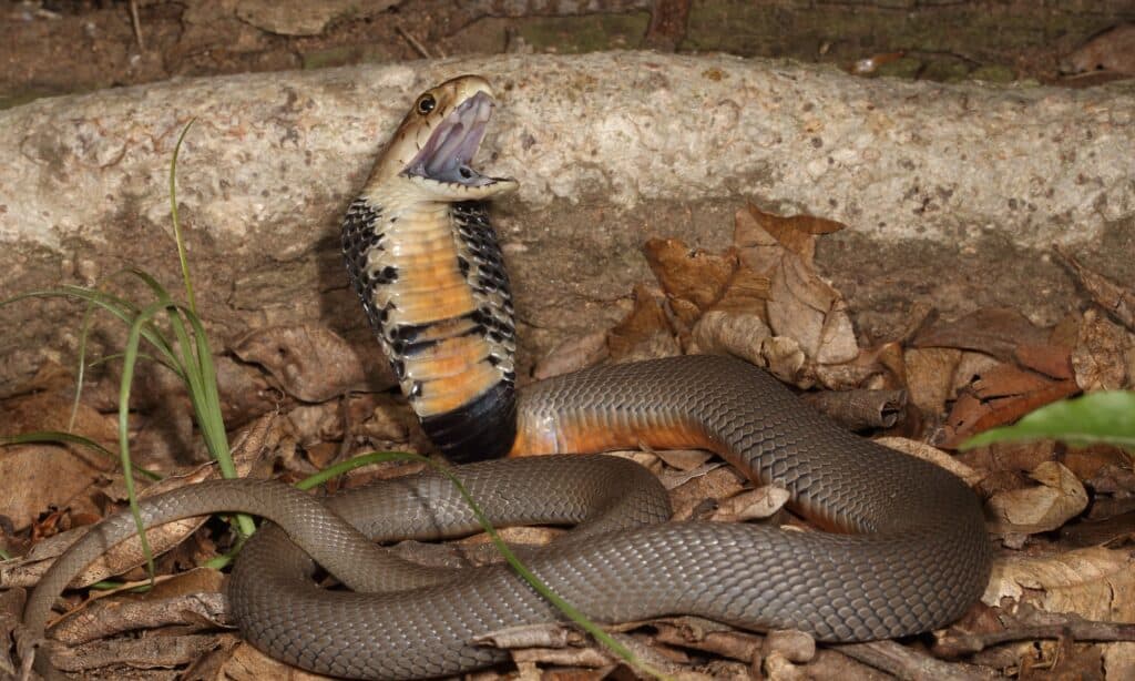 Il Cobra sputatore del Mozambico ha la parte superiore del corpo grigio ardesia, blu, oliva o bruno-nero, mentre le sue squame hanno bordi neri.
