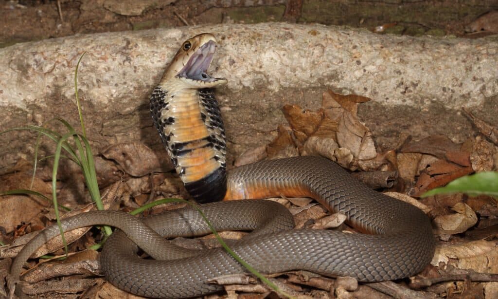 Il Mozambico Spitting Cobra ha una parte superiore del corpo grigio ardesia, blu, oliva o fulvo marrone-nero, mentre le sue squame hanno bordi neri.