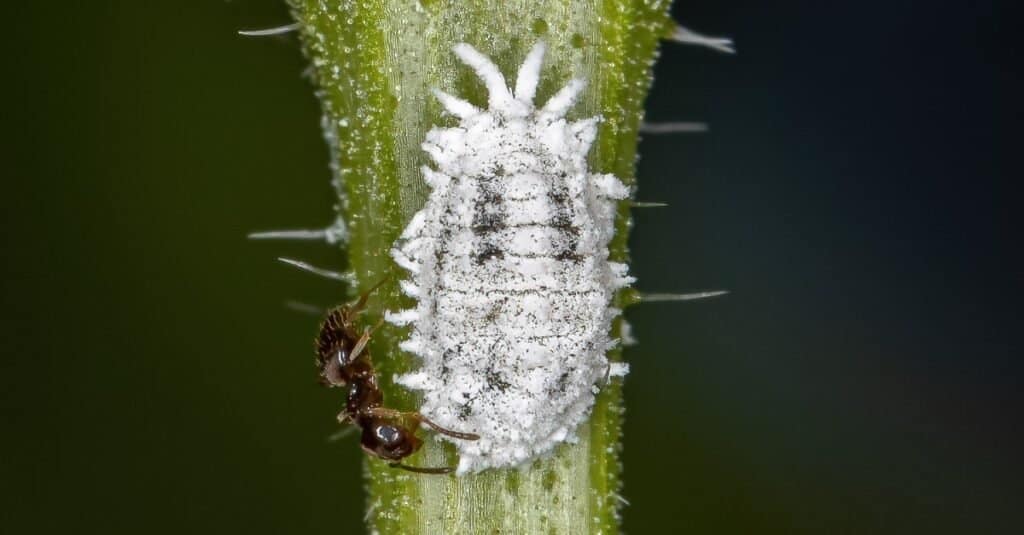 Mealybug con una formica.  Le formiche hanno una relazione simbiotica con le cocciniglie.