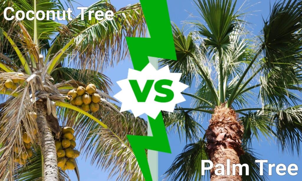 Cocco vs Palma