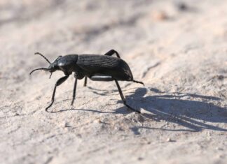 Coleottero Pinacate
