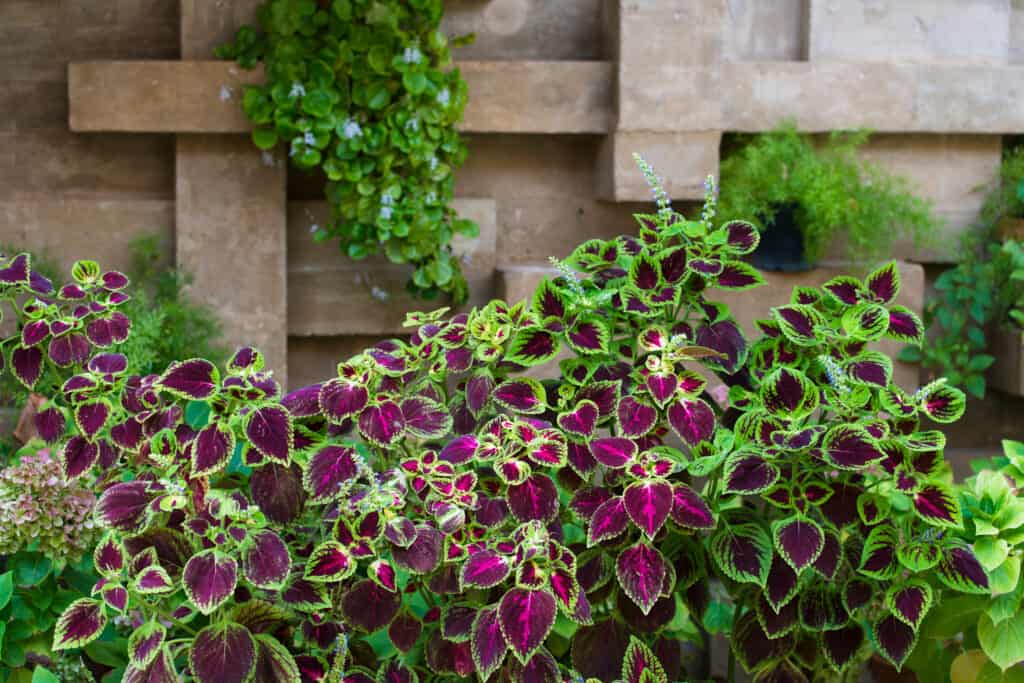 Coleusplant con foglie verdi e viola davanti a un recinto di legno
