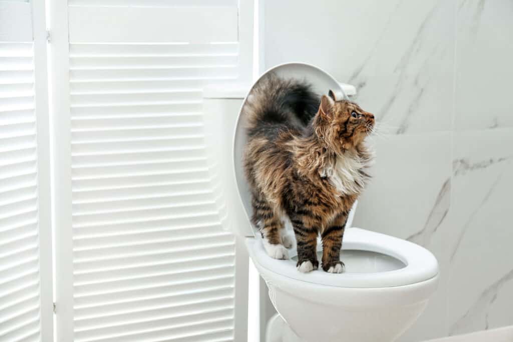 Gatto in bagno