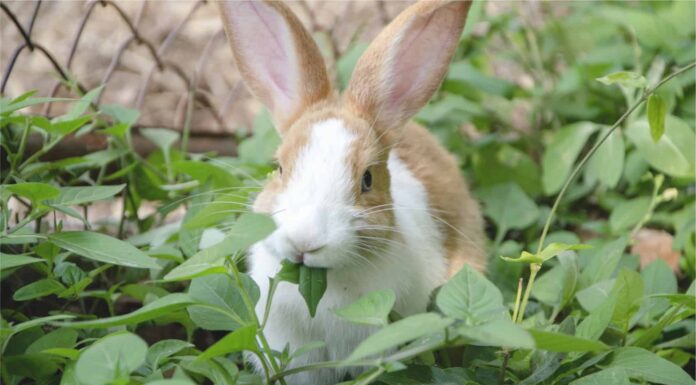 Come impedire ai conigli di mangiare piante e fiori
