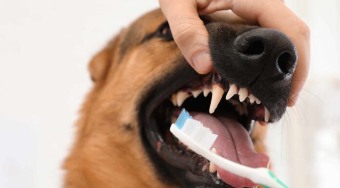 Come pulire in sicurezza i denti di un cane
