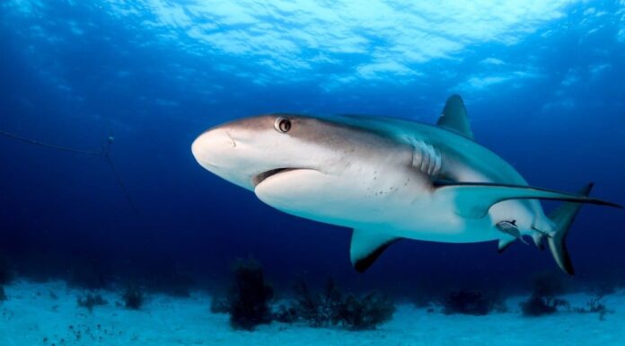 Come si chiama un gruppo di squali? (e perché?)
