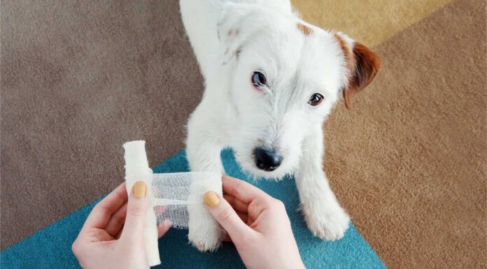 Come trattare e pulire in sicurezza la ferita del tuo cane
