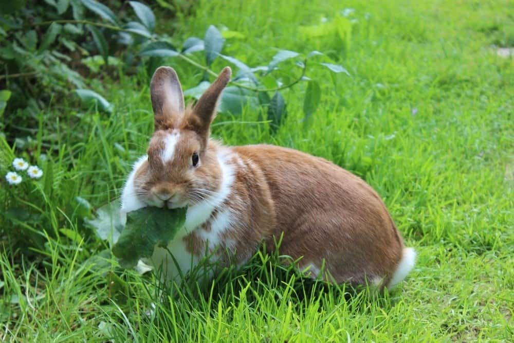 Coniglio seduto sul prato e mangiare foglia verde.