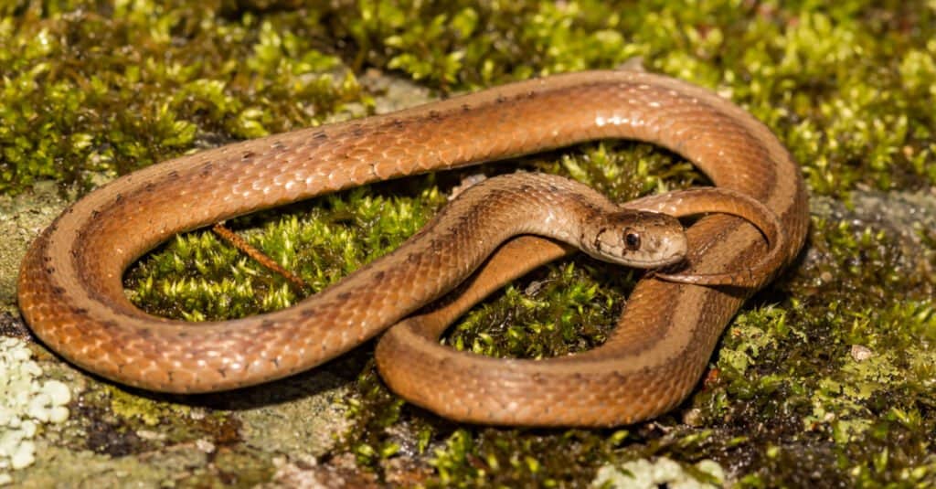 Serpente marrone di DeKay (serpente marrone settentrionale)
