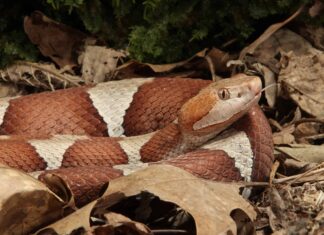 Copperhead vs Eastern Milk Snake: quali sono le differenze?
