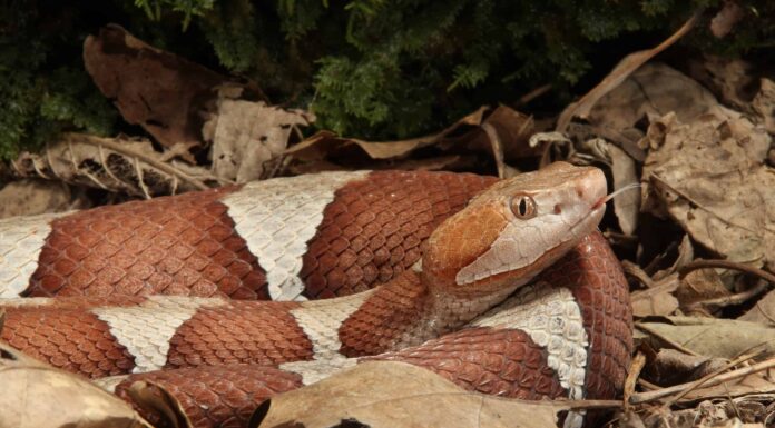 Copperhead vs Eastern Milk Snake: quali sono le differenze?
