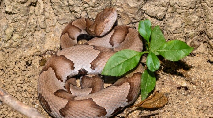 Snakes in Mississippi - Southern Copperhead (Agkistrodon contortrix)