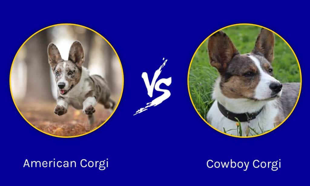 Corgi americano contro Corgi da cowboy