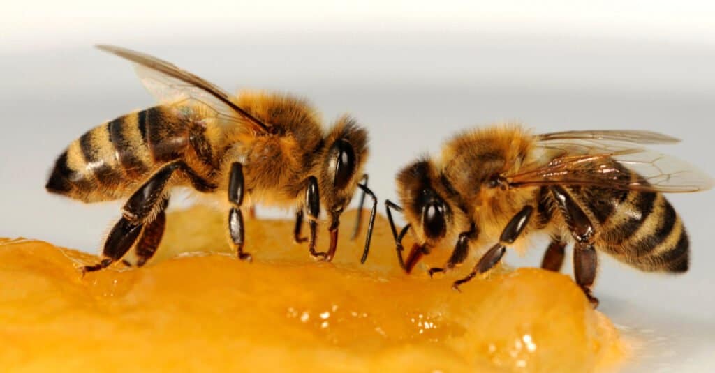 due api che mangiano miele