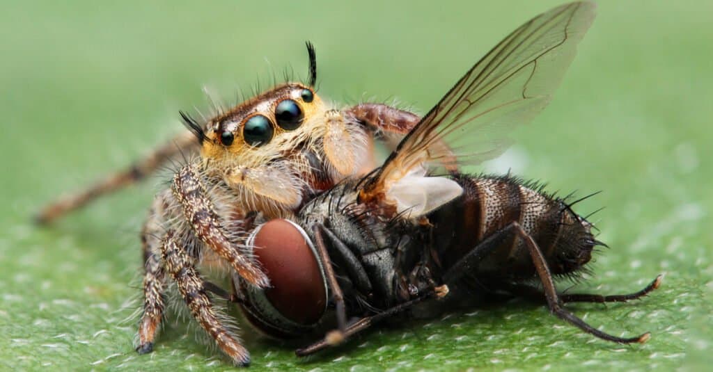 Animali che mangiano insetti – ragno
