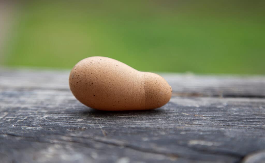 Uovo di gallina di forma anormale su una superficie piana con sfondo sfocato di erba