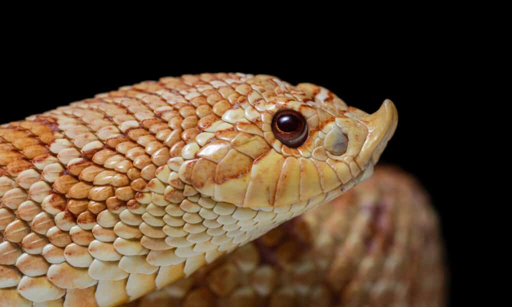 Profilo della faccia di un serpente hognose delle pianure albine