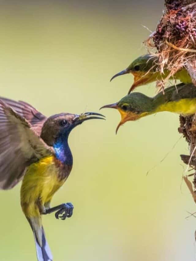 colibrì bambino che mangia