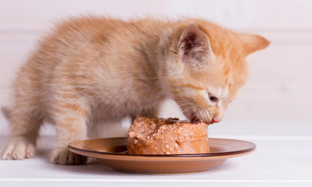 Un gattino allo zenzero che mangia cibo morbido