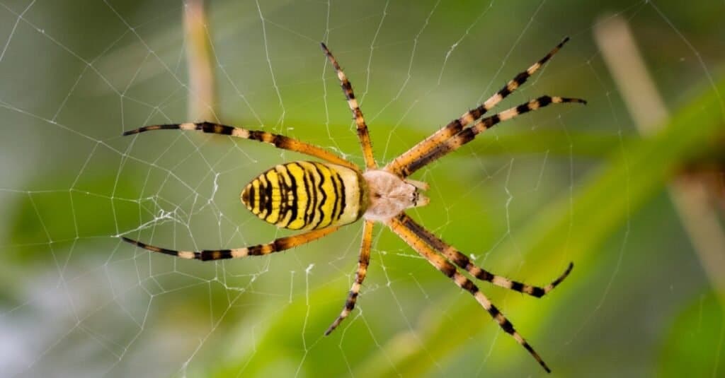 Tessitore di Orb giallo nella sua tela in giardino.