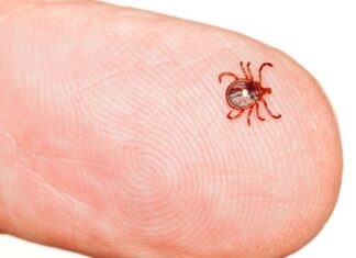 seed tick