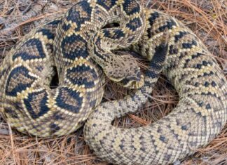 Covo di serpenti a sonagli con una mezza dozzina di serpenti scoperti nel cortile dell'Arizona
