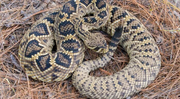 Covo di serpenti a sonagli con una mezza dozzina di serpenti scoperti nel cortile dell'Arizona
