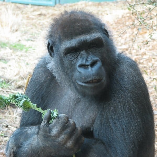 Gorilla di montagna che mangia foglia