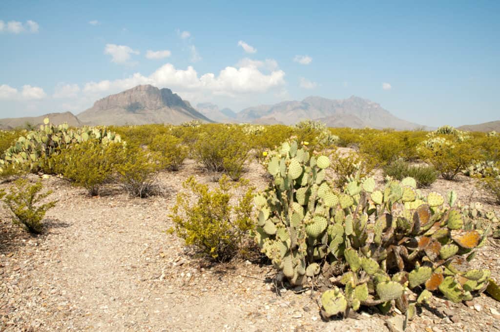 Il deserto del Chihuahuan con i cactus in primo piano e le montagne di Chisos nel bakcground e nuvole bianche in un cielo blu