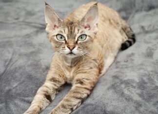 Devon Rex vs Sphynx: spiegate le differenze chiave
