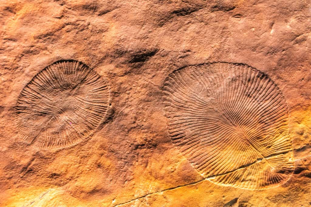 Fossili di Dickinsonia
