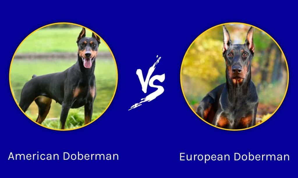 Dobermann americano vs Dobermann europeo