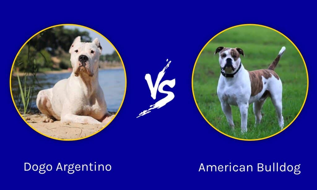 Dogo Argentino contro Bulldog americano