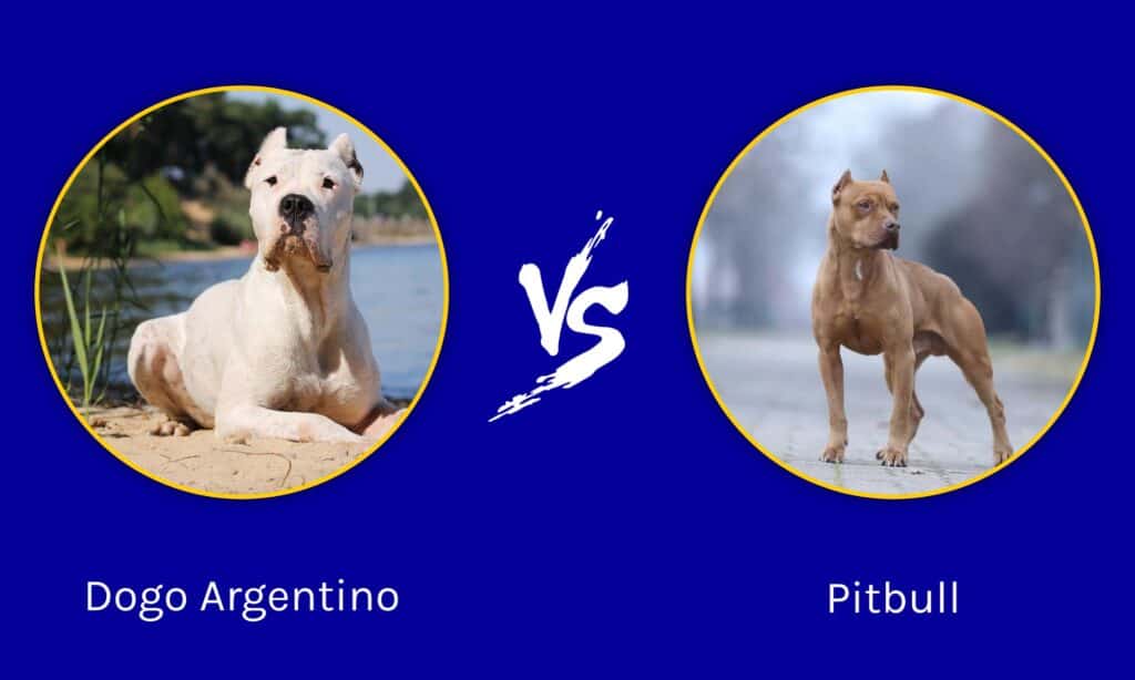 Dogo Argentino contro Pitbull