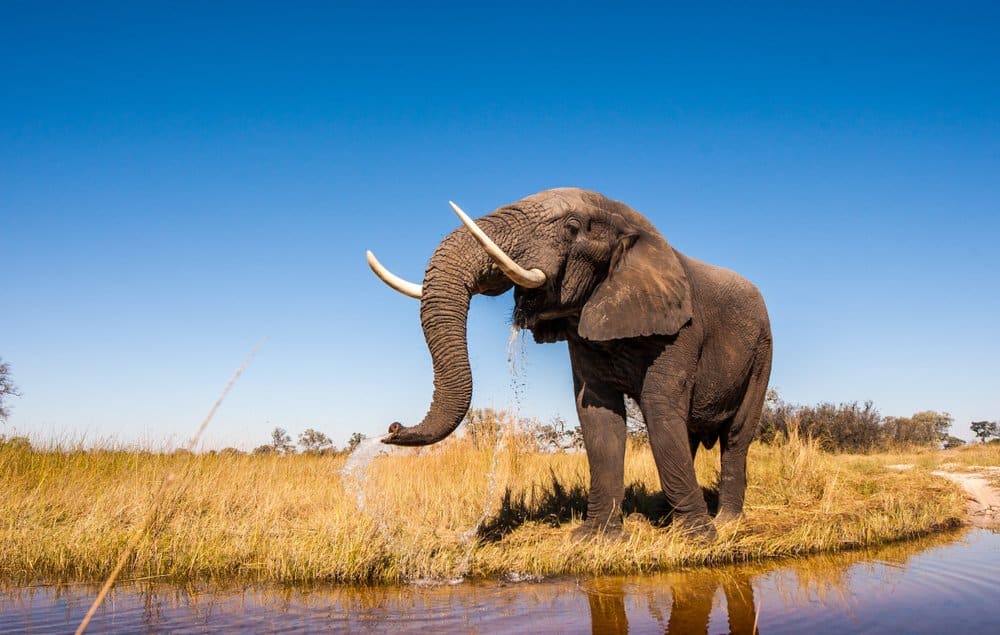 Elefante (Loxodonta Africana) - acqua potabile al flusso
